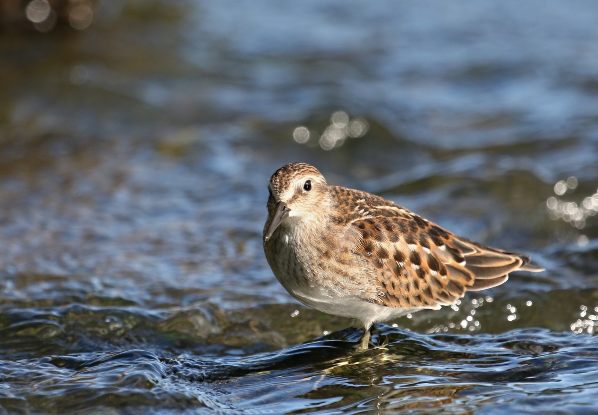 6-Jet - Least sandpiper,,,