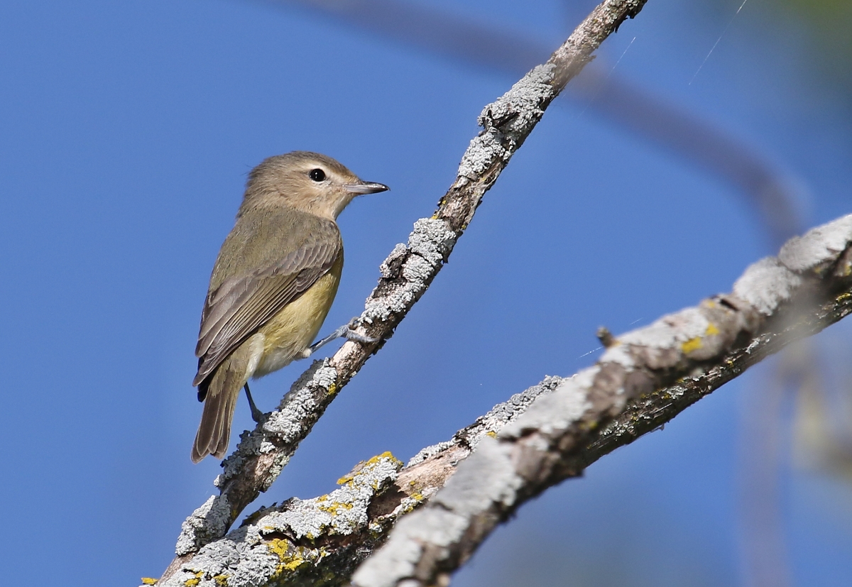 6-Jet - Tyrant flycatcher,,,