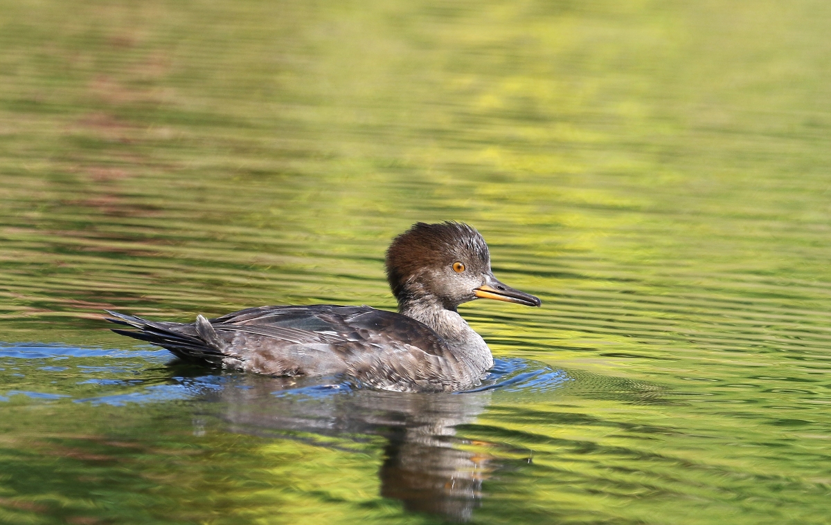 6-Jet - Hooded merganser,,,