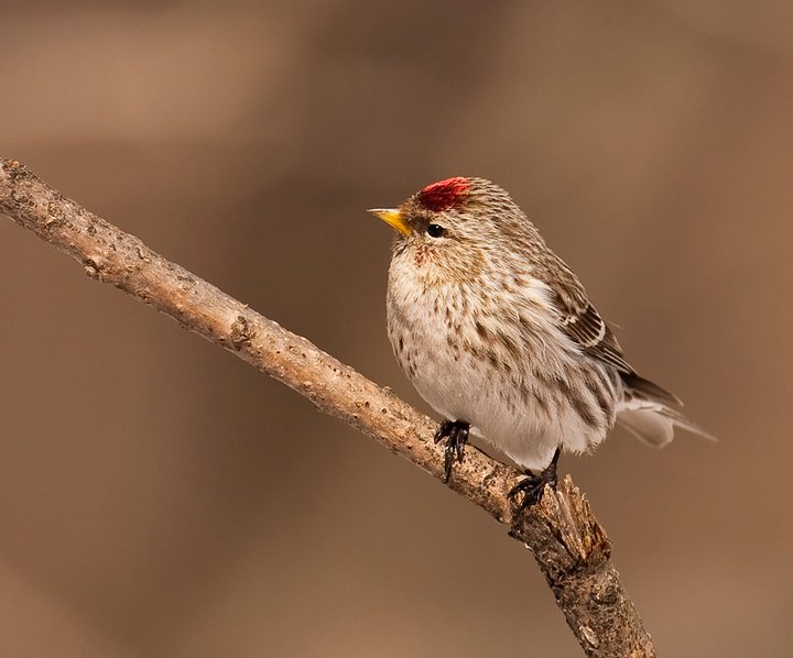 6-Jet - Redpoll.