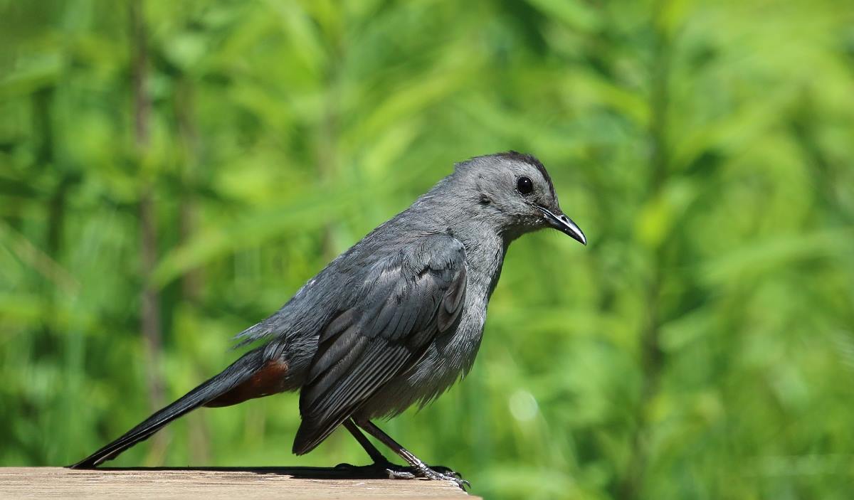 6-Jet - Gray Catbird