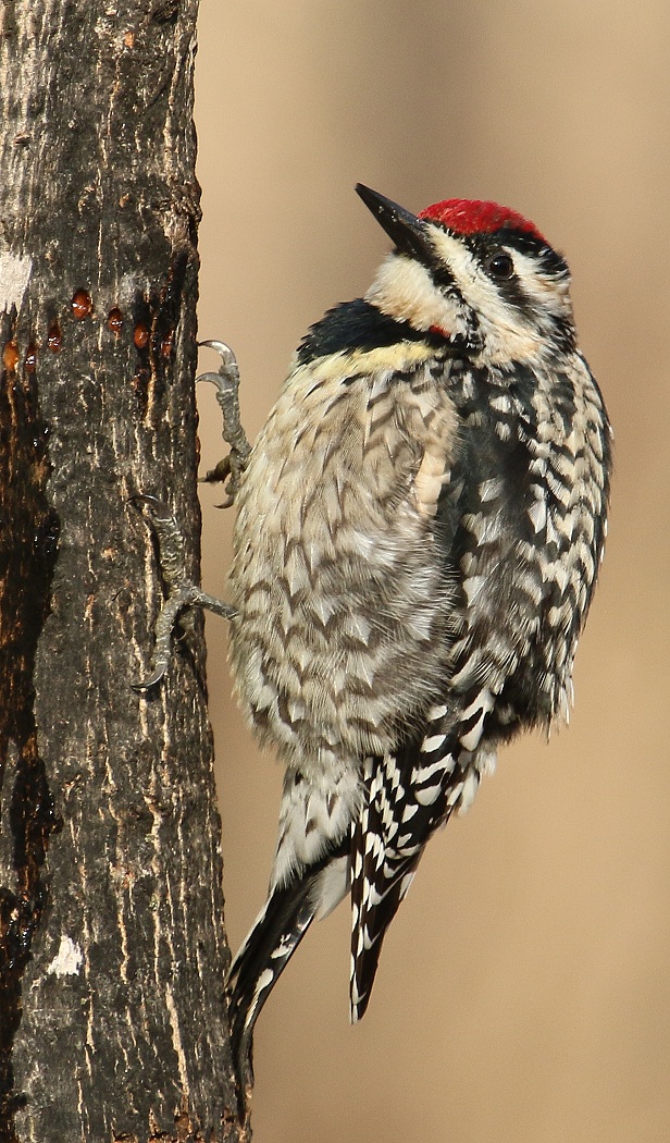 6-Jet - Yellow-bellied Sapsucker,,,