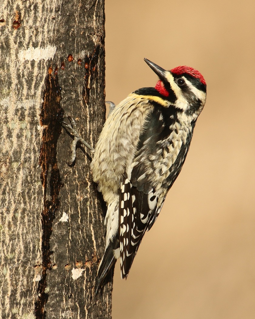 6-Jet - Yellow-bellied Sapsucker,,,