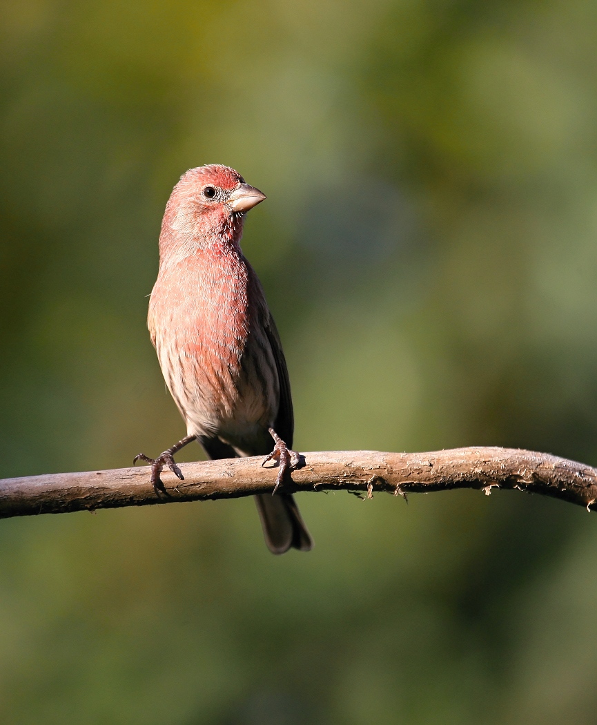 6-Jet - Purple Finch,,,