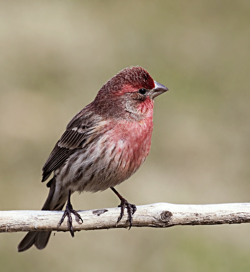 6-Jet - House finch