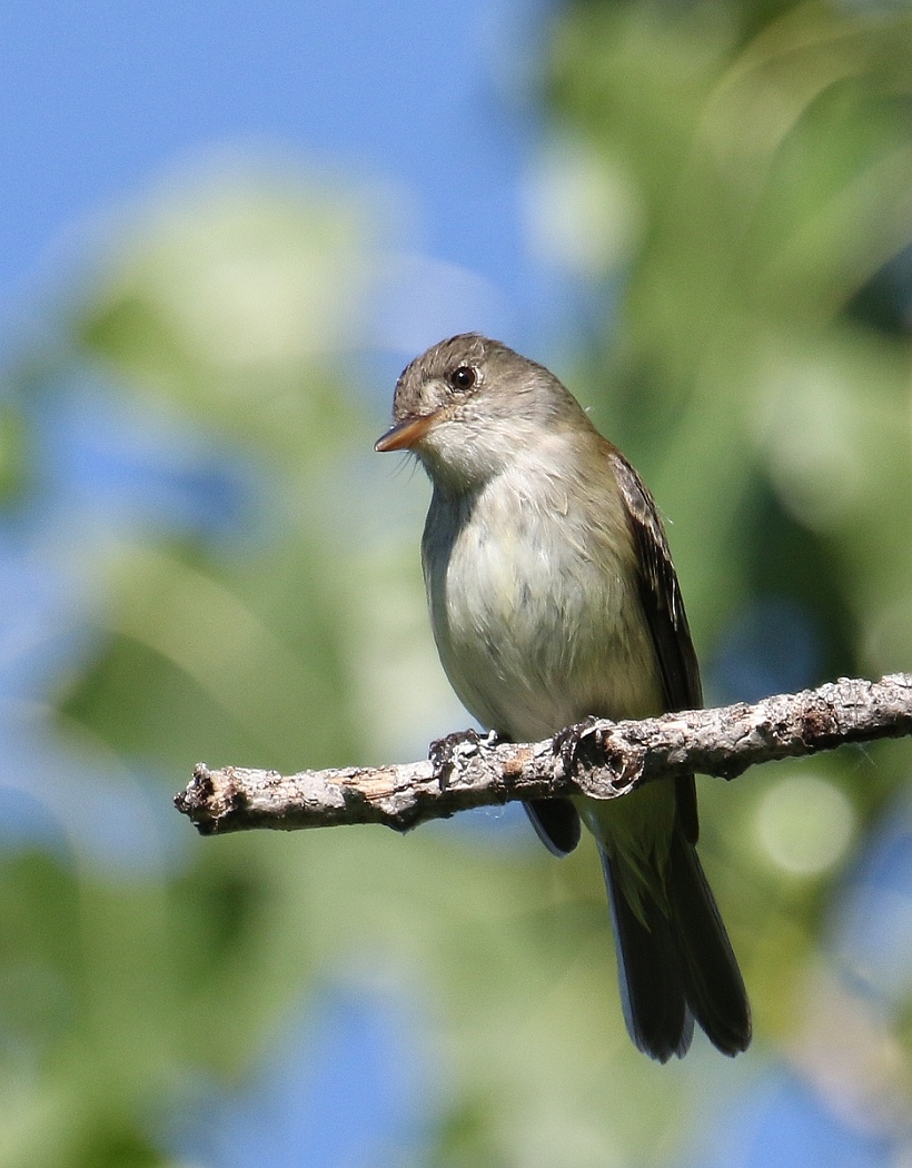 6-Jet - fly catcher,,,