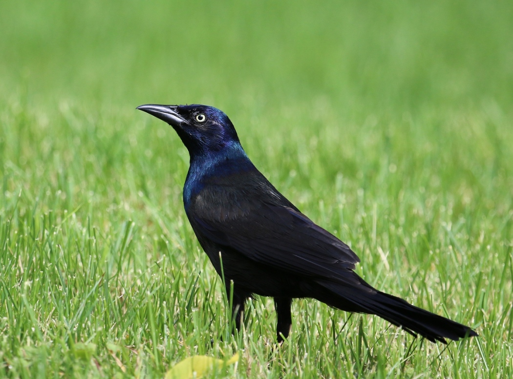 6-Jet - Common grackle,,,