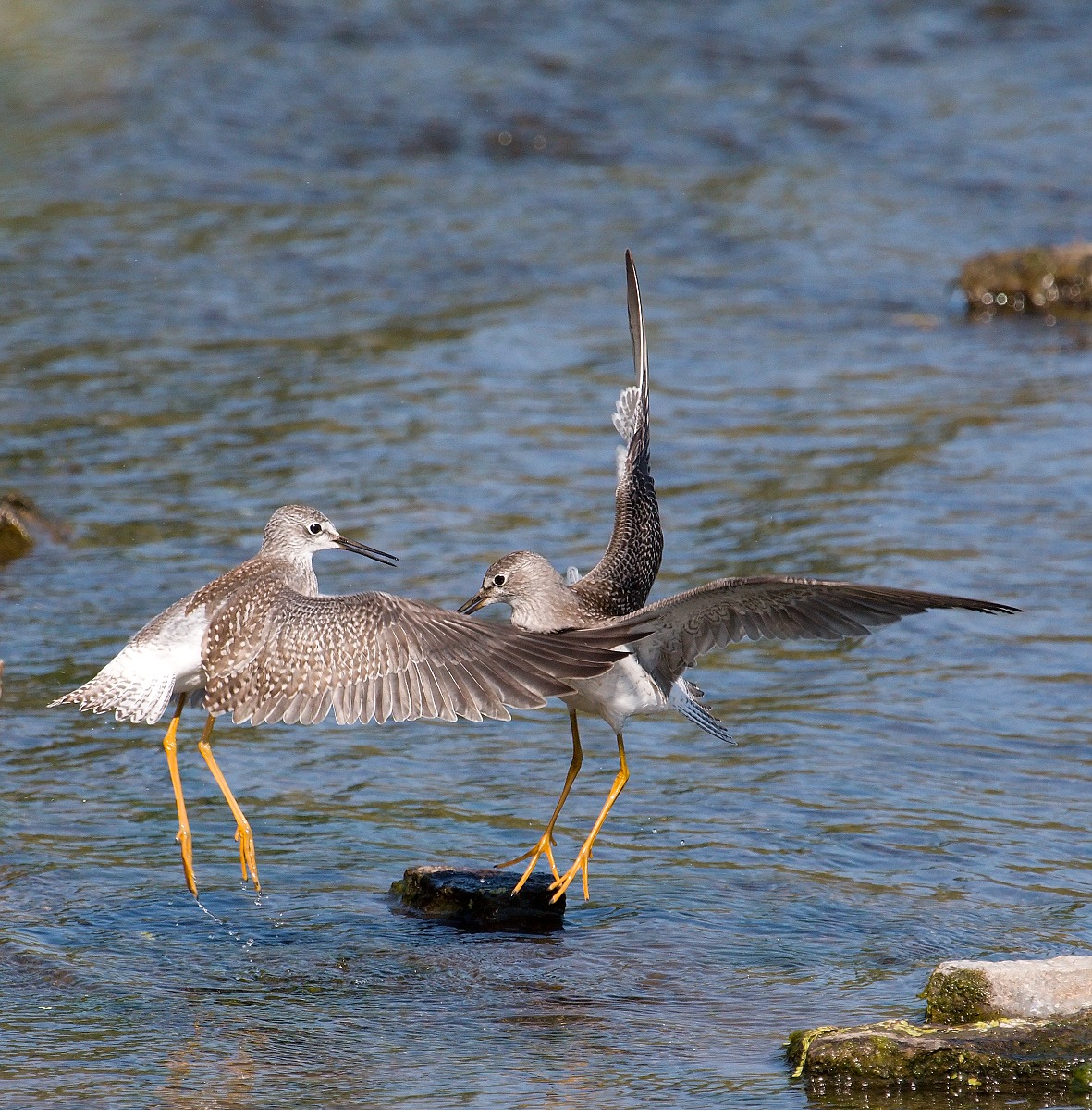 6-Jet - Solitary sandpiper,,,