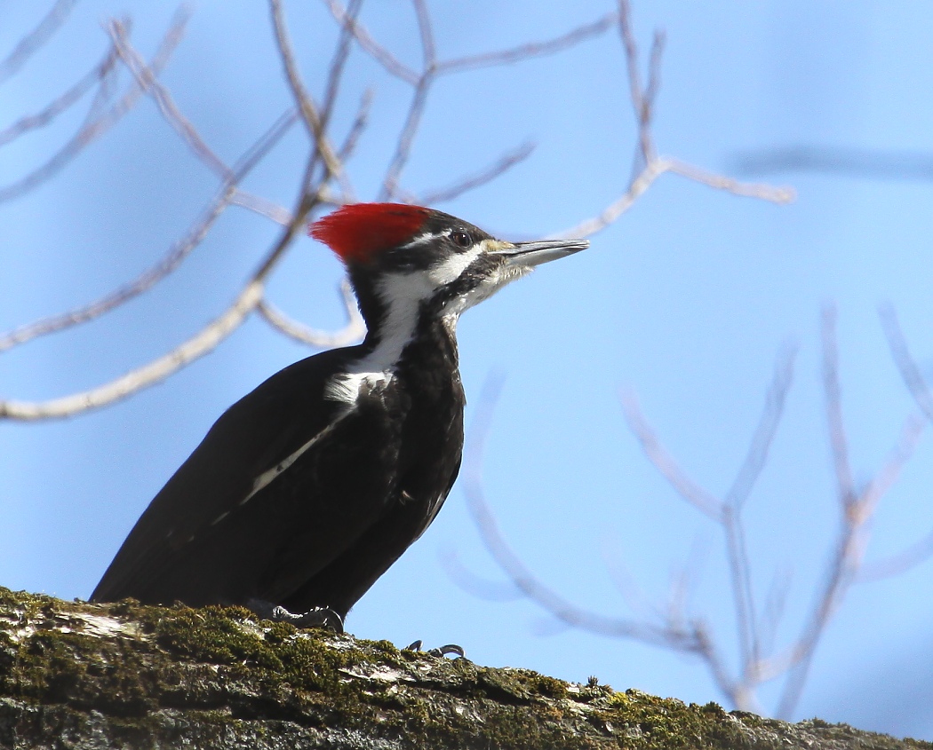 6-Jet - Pileated Woodpecker,,,