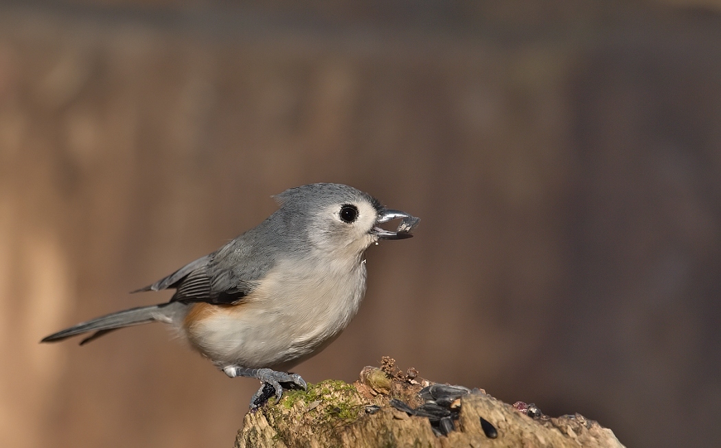 6-Jet - Titmouse,,,