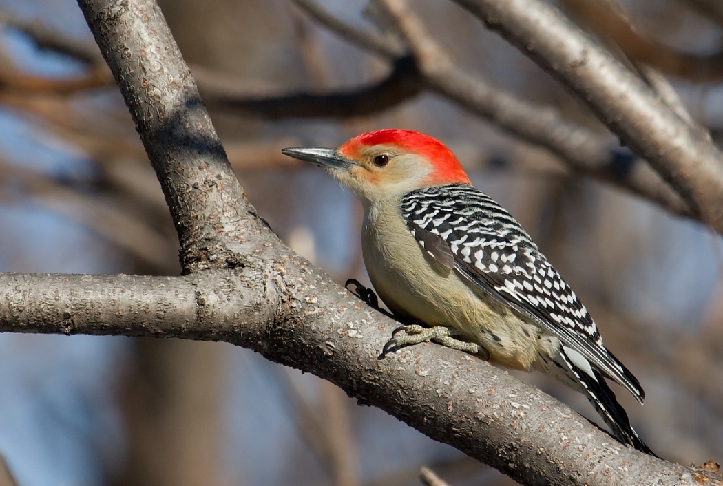 6-Jet - Woodpecker,,,