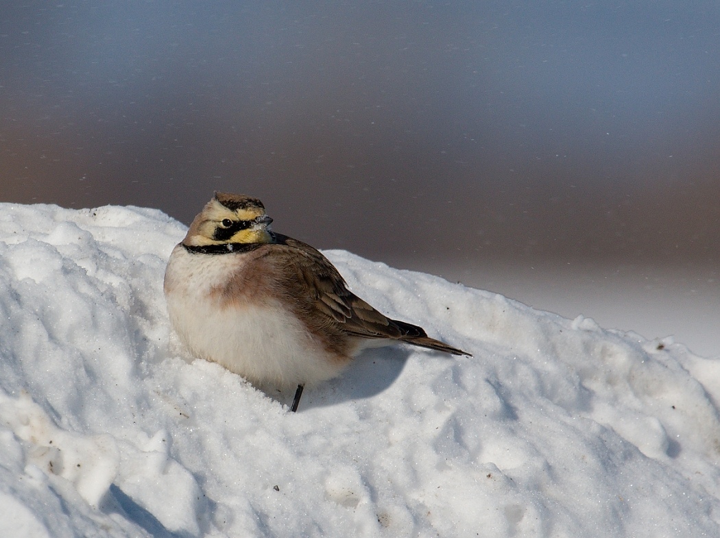 6-Jet - Horned Lark,,,