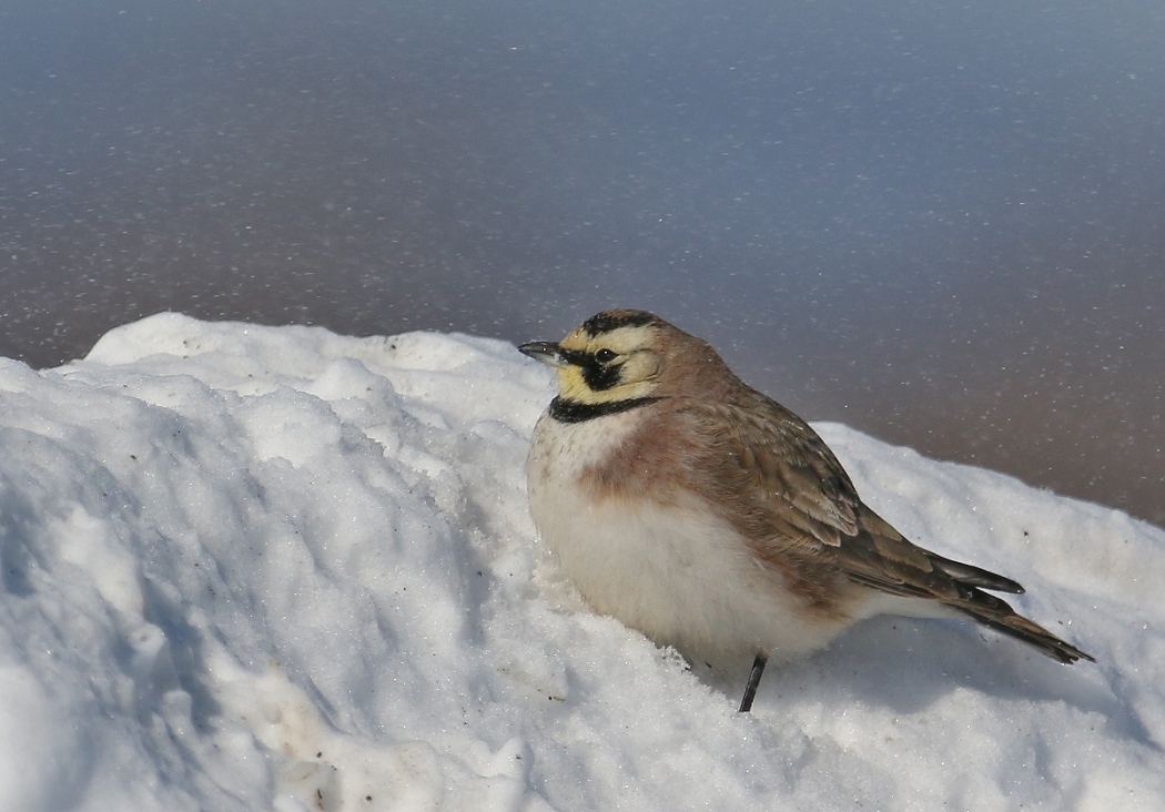 6-Jet - Horned Lark,,,2