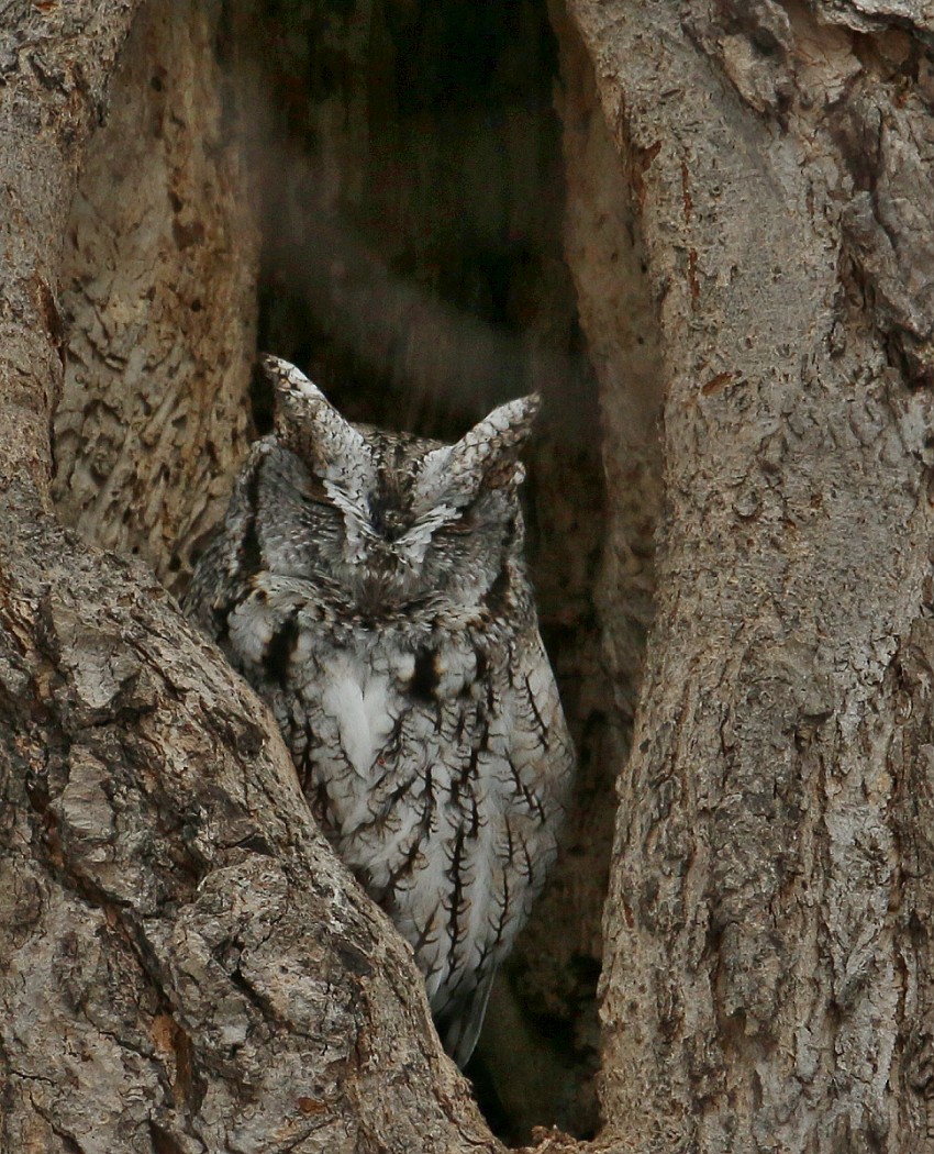 6-Jet - Eastern Screech Owl,,,