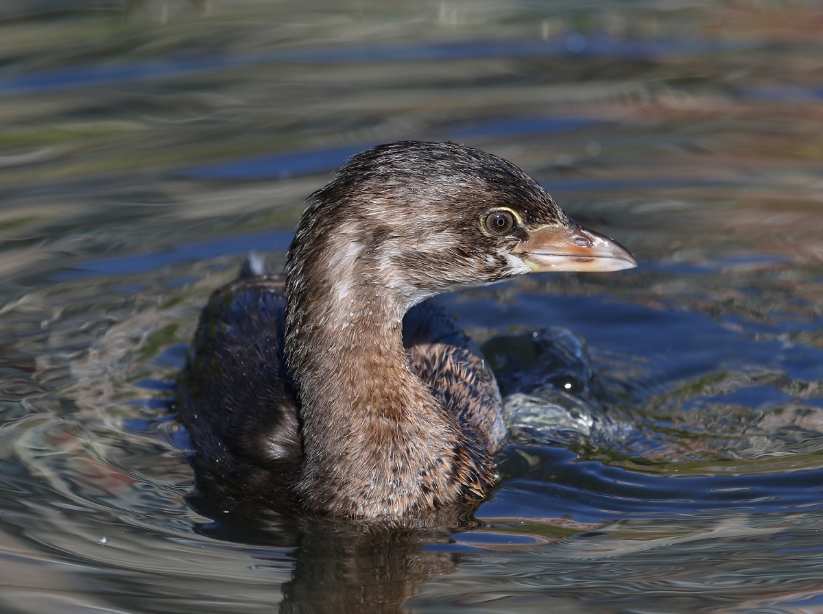 6-Jet - Grebe,,,