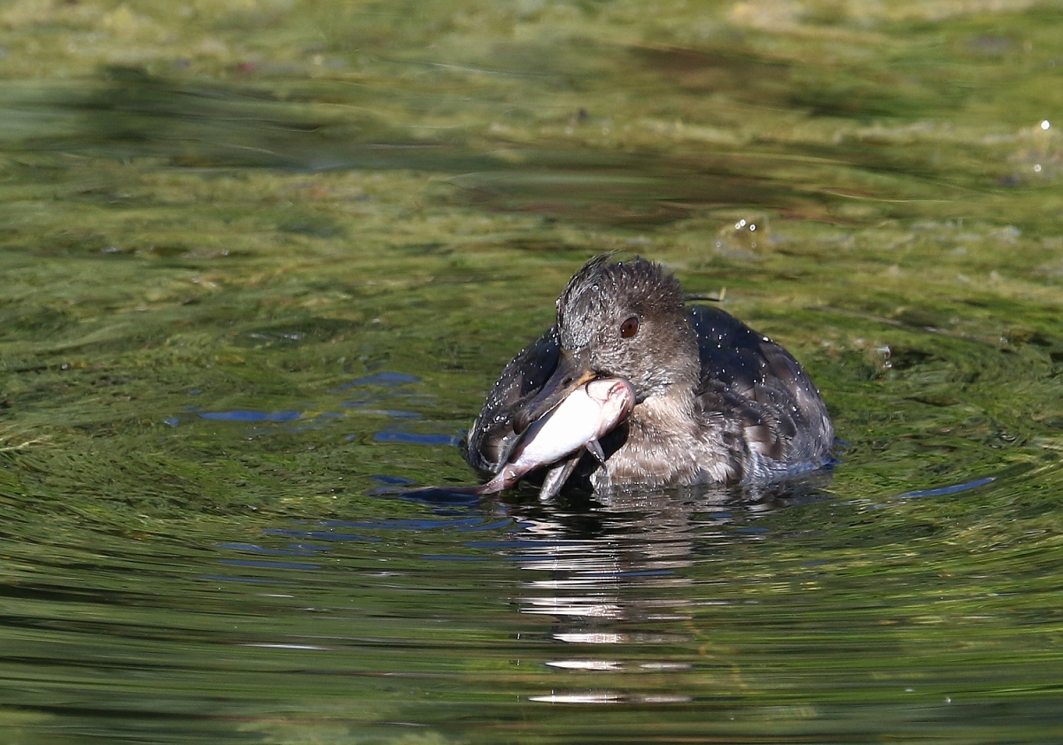 6-Jet - Hooded merganser,,