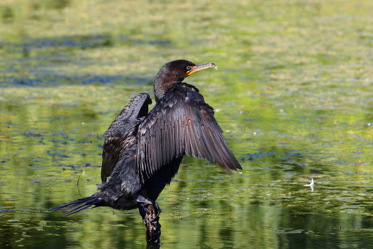 6-Jet - Cormorant,,