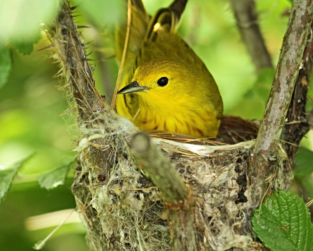 6-Jet - Yellow Warbler,,,