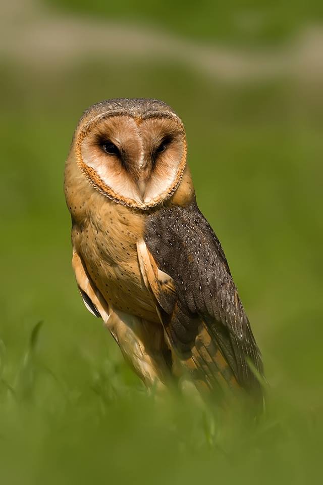 Silvestr Szabo - Sova pálená (Tyto alba)