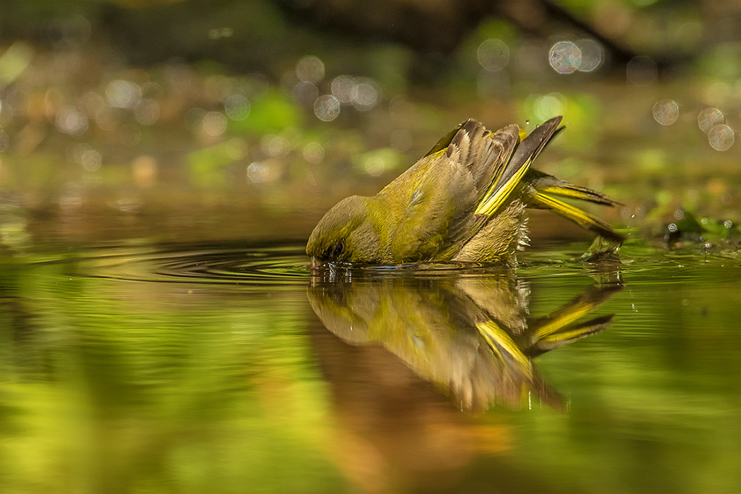 Silvestr Szabo - Zvonek zelený – Carduelis chloris