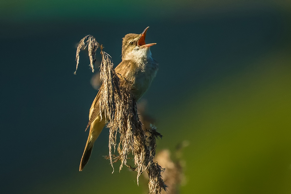 Silvestr Szabo - Rákosník velký (Acrocephalus arundinaceus)