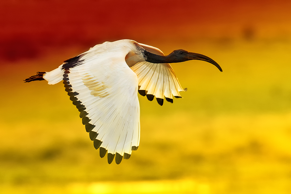 Silvestr Szabo - ibis