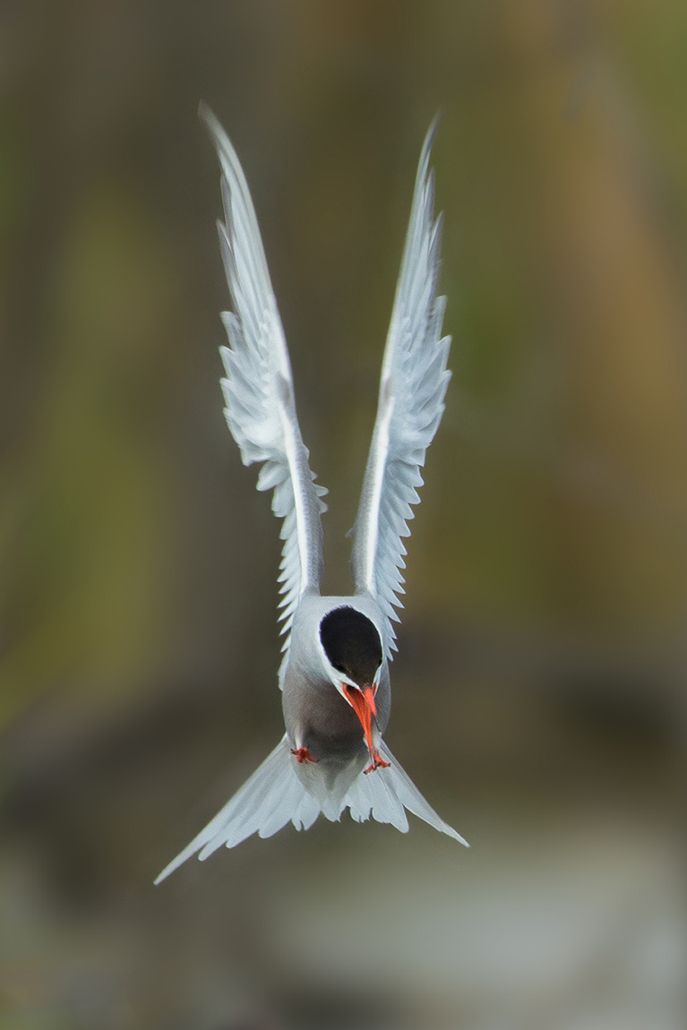 Silvestr Szabo - Rybák obecný (Sterna hirundo)