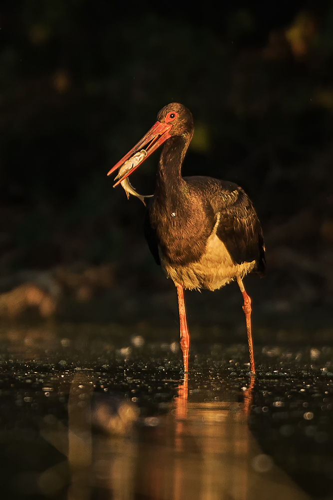 Silvestr Szabo - Čáp černý (Ciconia nigra)