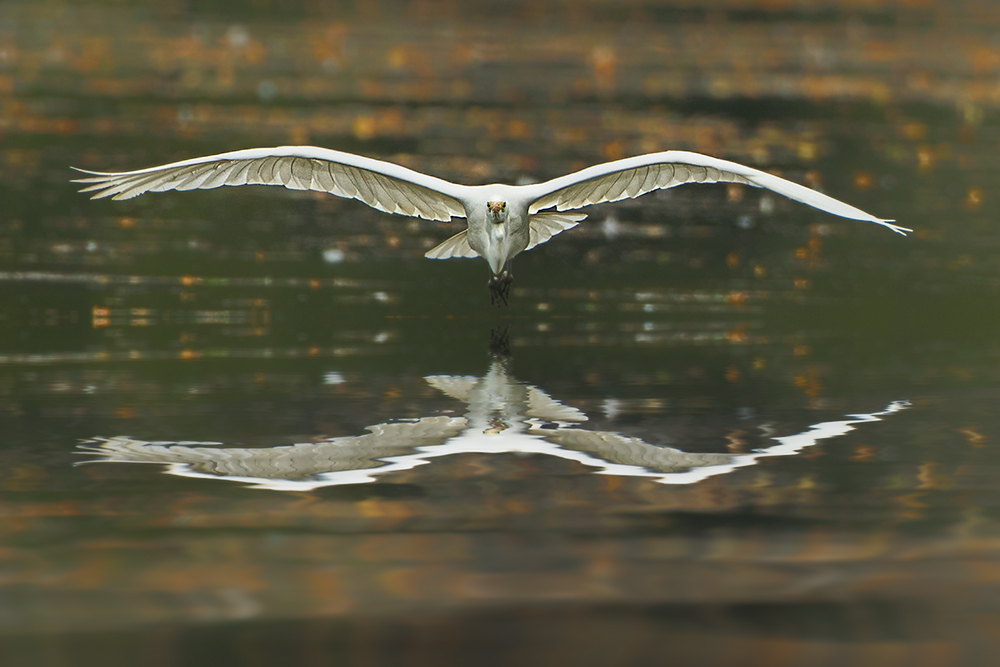 Silvestr Szabo - Volavka bílá (Ardea alba)