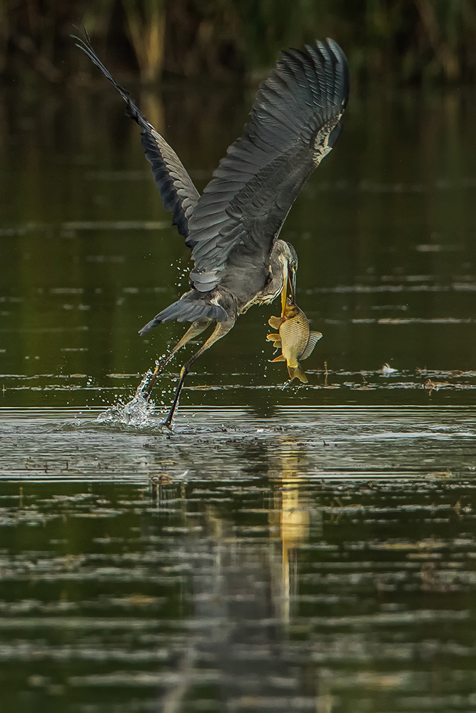 Silvestr Szabo - Volavka bílá (Ardea alba)