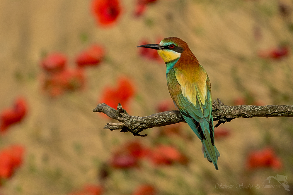 Silvestr Szabo - Vlha pestrá (Merops apiaster)