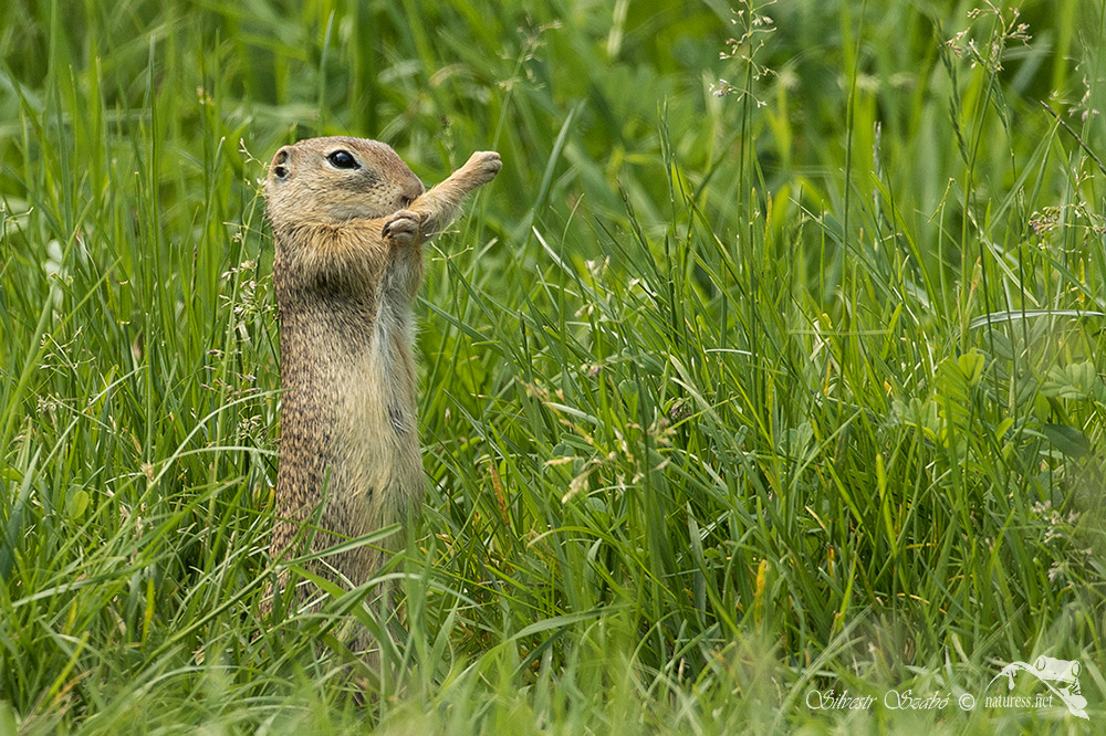 Silvestr Szabo - fotografe  víš co mi můžeš ,,, :D