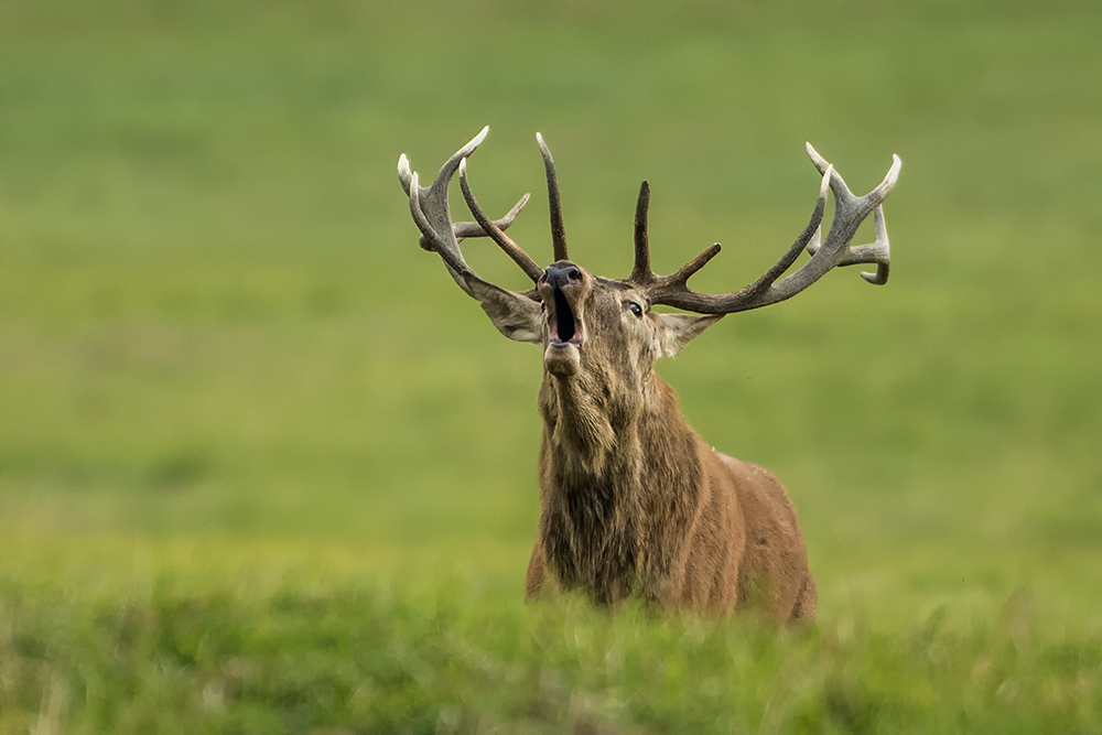 Silvestr Szabo - Jelen lesní (Cervus elaphus)