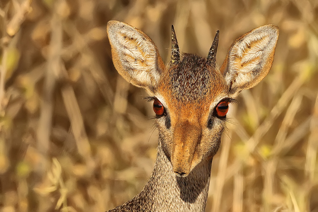 Silvestr Szabo - Dik Dik