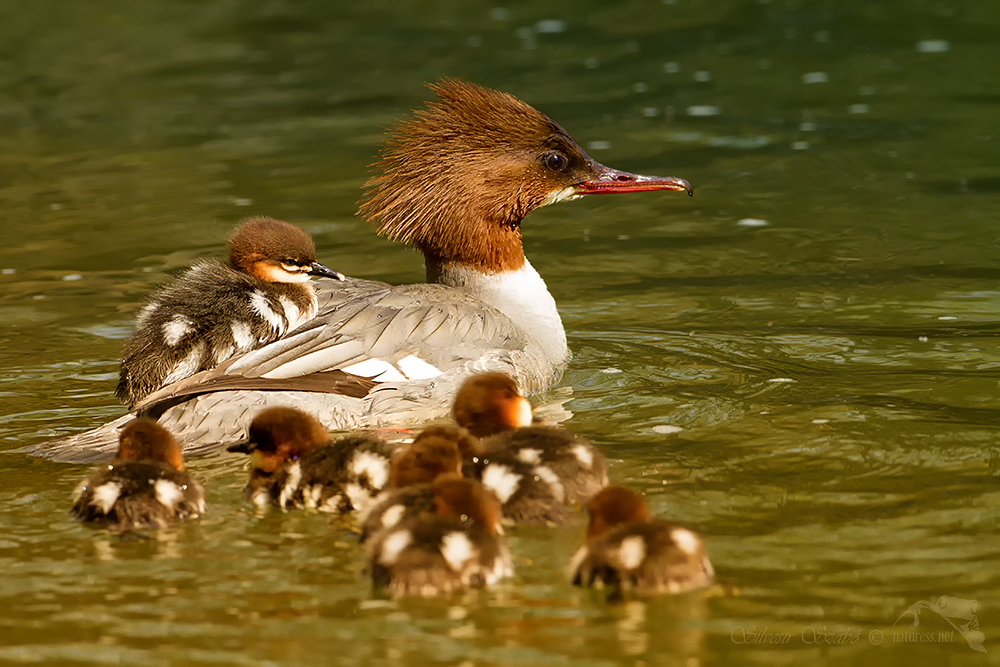 Silvestr Szabo - Morčák velký (Mergus merganser)