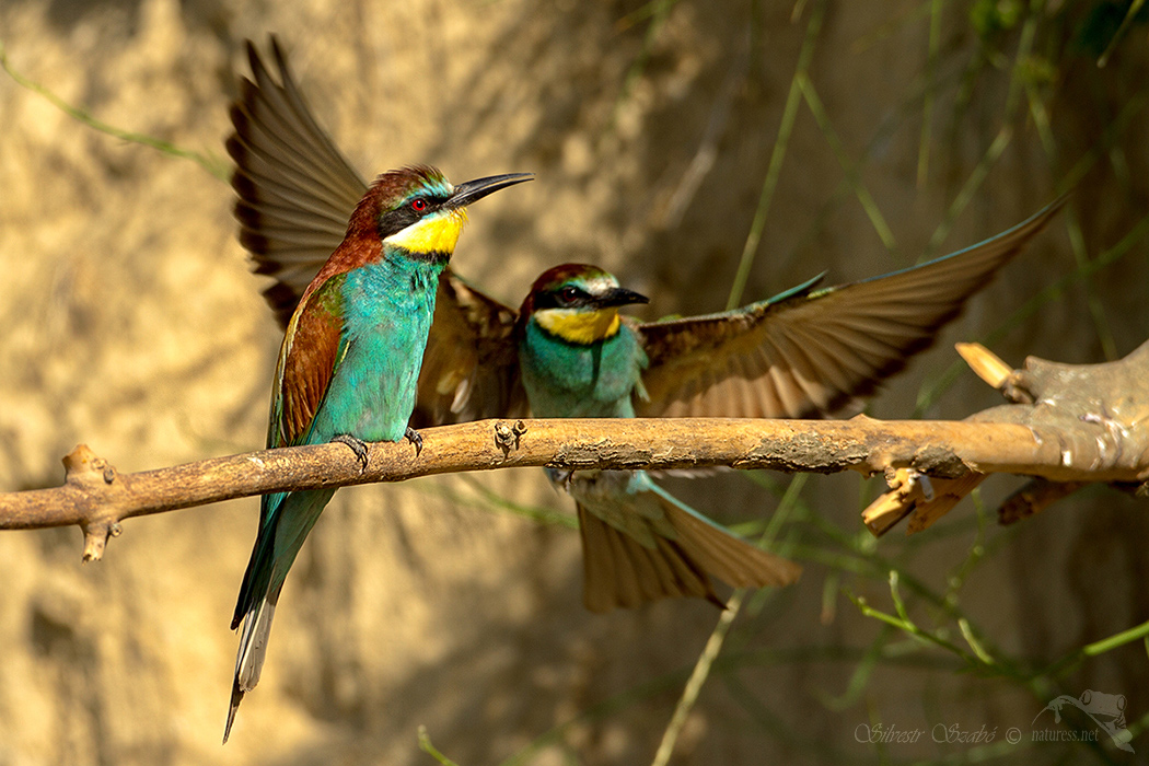 Silvestr Szabo - Vlha pestrá (Merops apiaster)