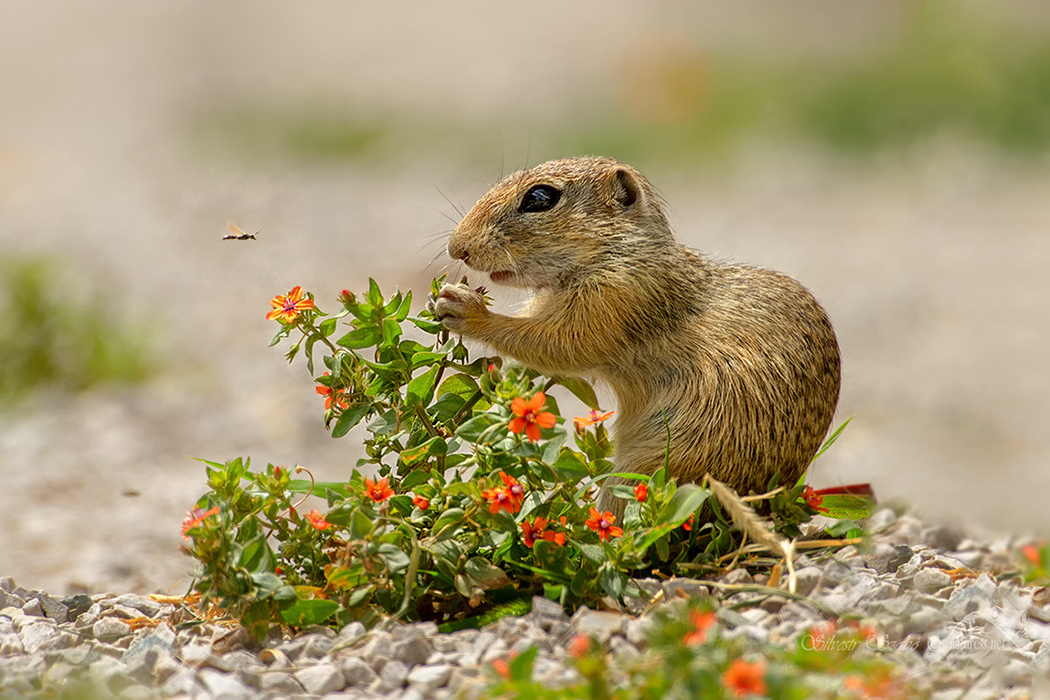 Silvestr Szabo - Sysel obecný (Spermophilus citellus)