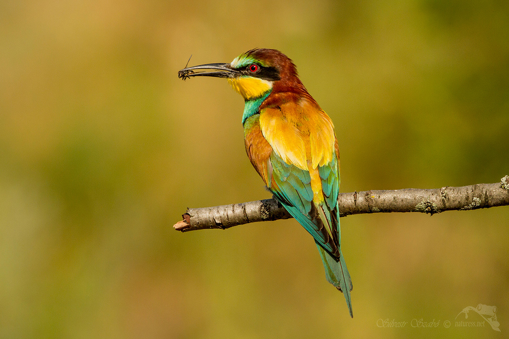 Silvestr Szabo - Vlha pestrá (Merops apiaster)