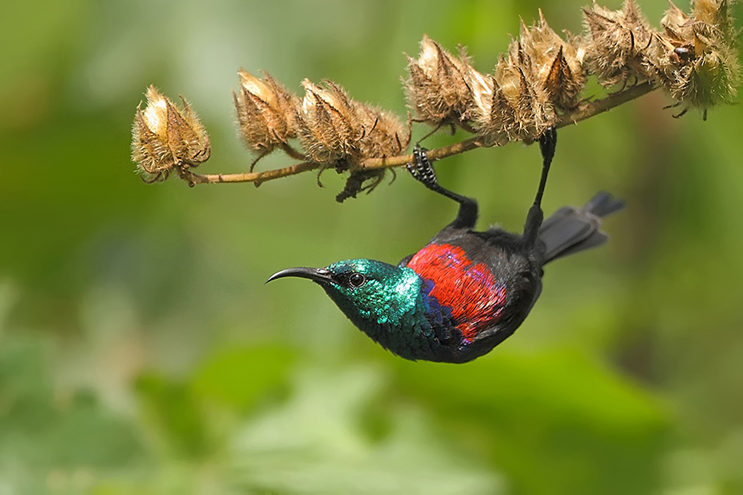 Silvestr Szabo - Strdimil nádherný (Cinnyris pulchella)