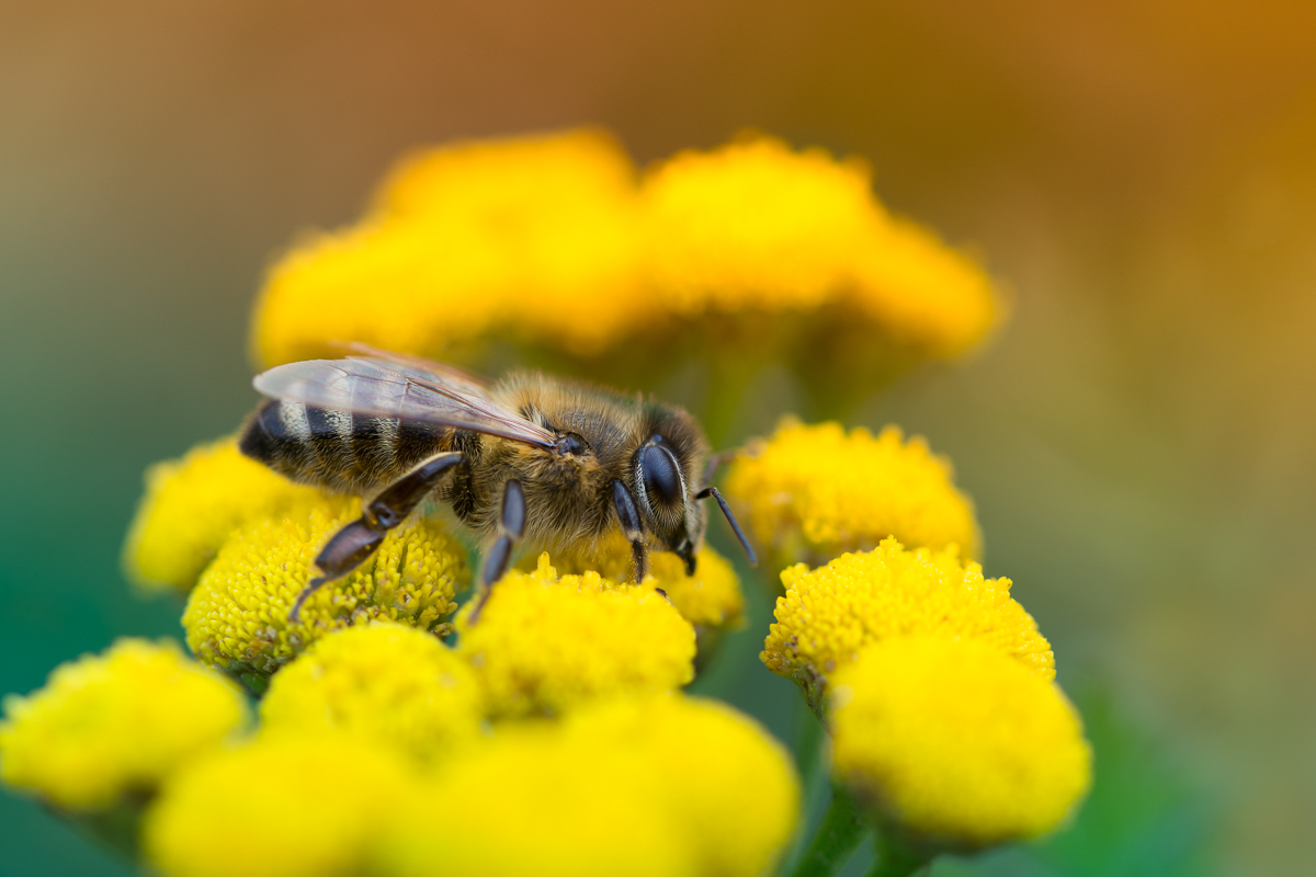 Dušan Macko - Wild Bee