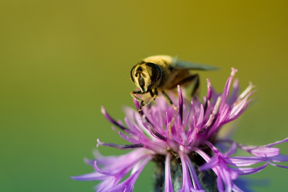 Dušan Macko - Jump from flower