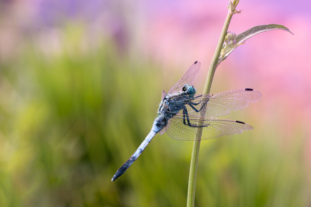 Dušan Macko - Orthetrum albistylum