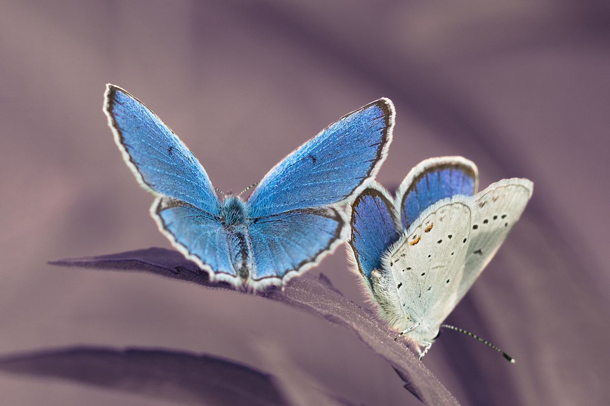 Dušan Macko - Butterflies in blue