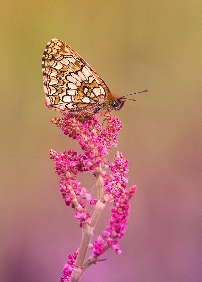 Dušan Macko - Melitaea athalia