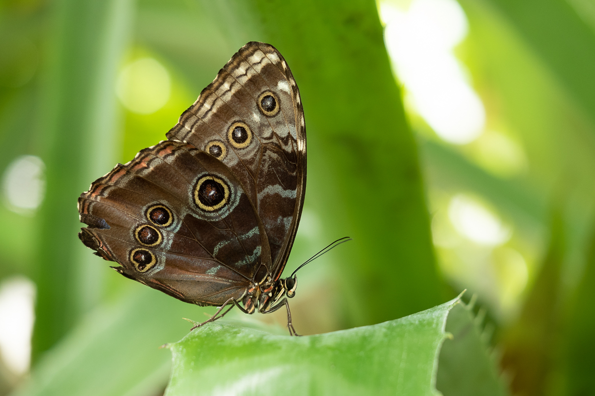 Dušan Macko - Morpho peleides