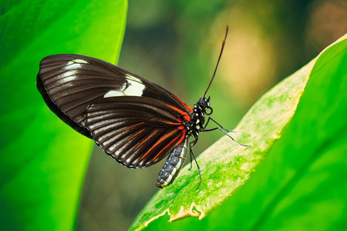 Dušan Macko - Fine butterfly