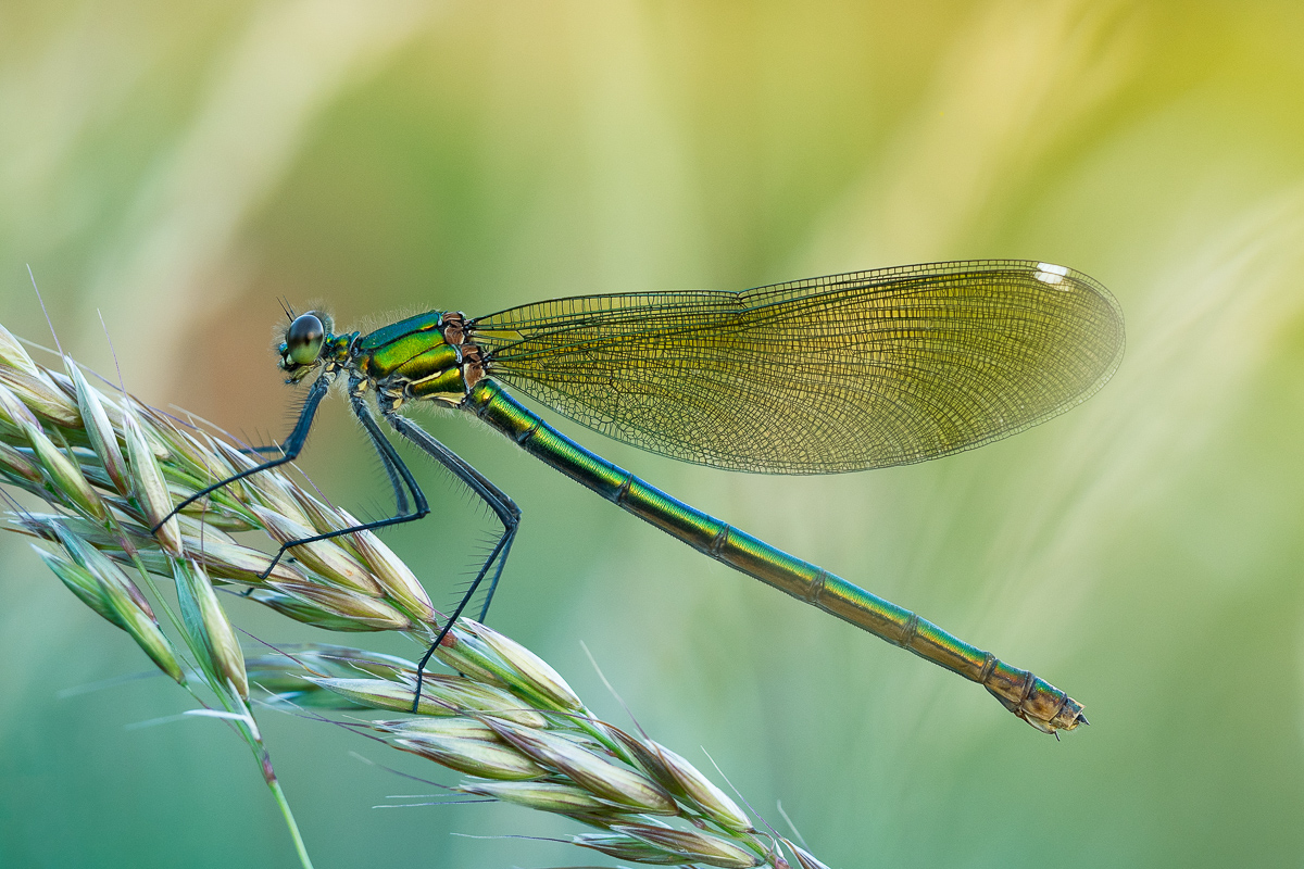 Dušan Macko - Calopteryx splendens