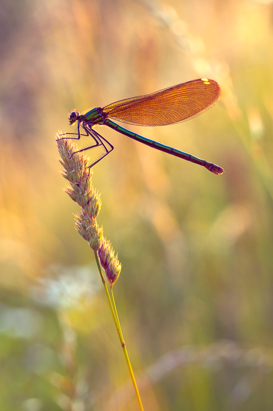 Dušan Macko - Banded demoiselle