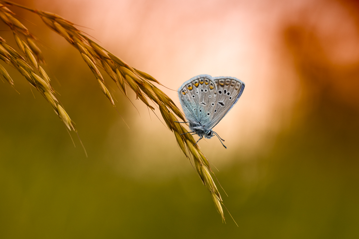 Dušan Macko - Baton blue