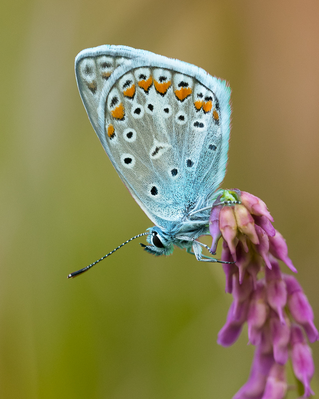 Dušan Macko - Baton blue